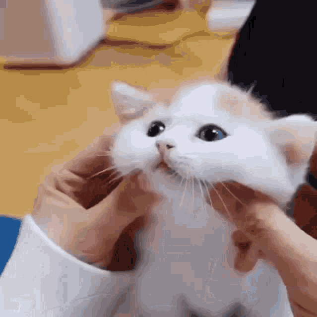 a_7403d0d4dbf320a66a35c6ceecd4eb1b.gif