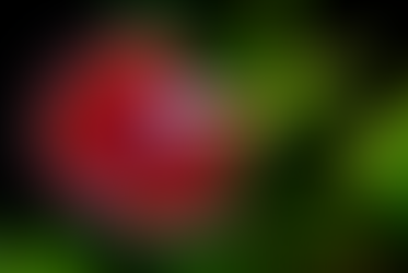 Merawat Ikan Cupang? Gini Tips Ampuhnya