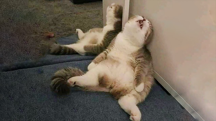 ree