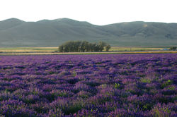 Lavender Farm
