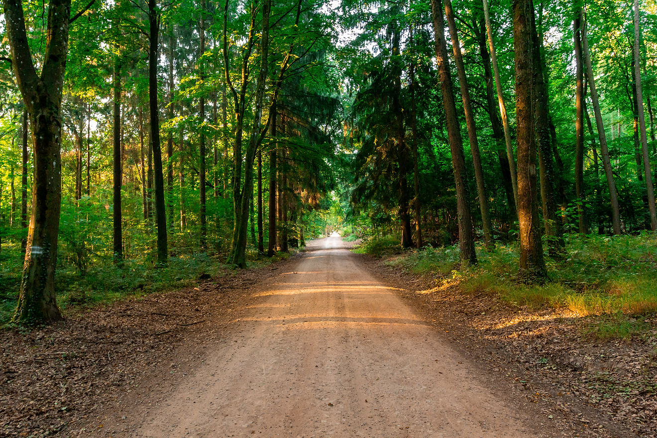 Forest