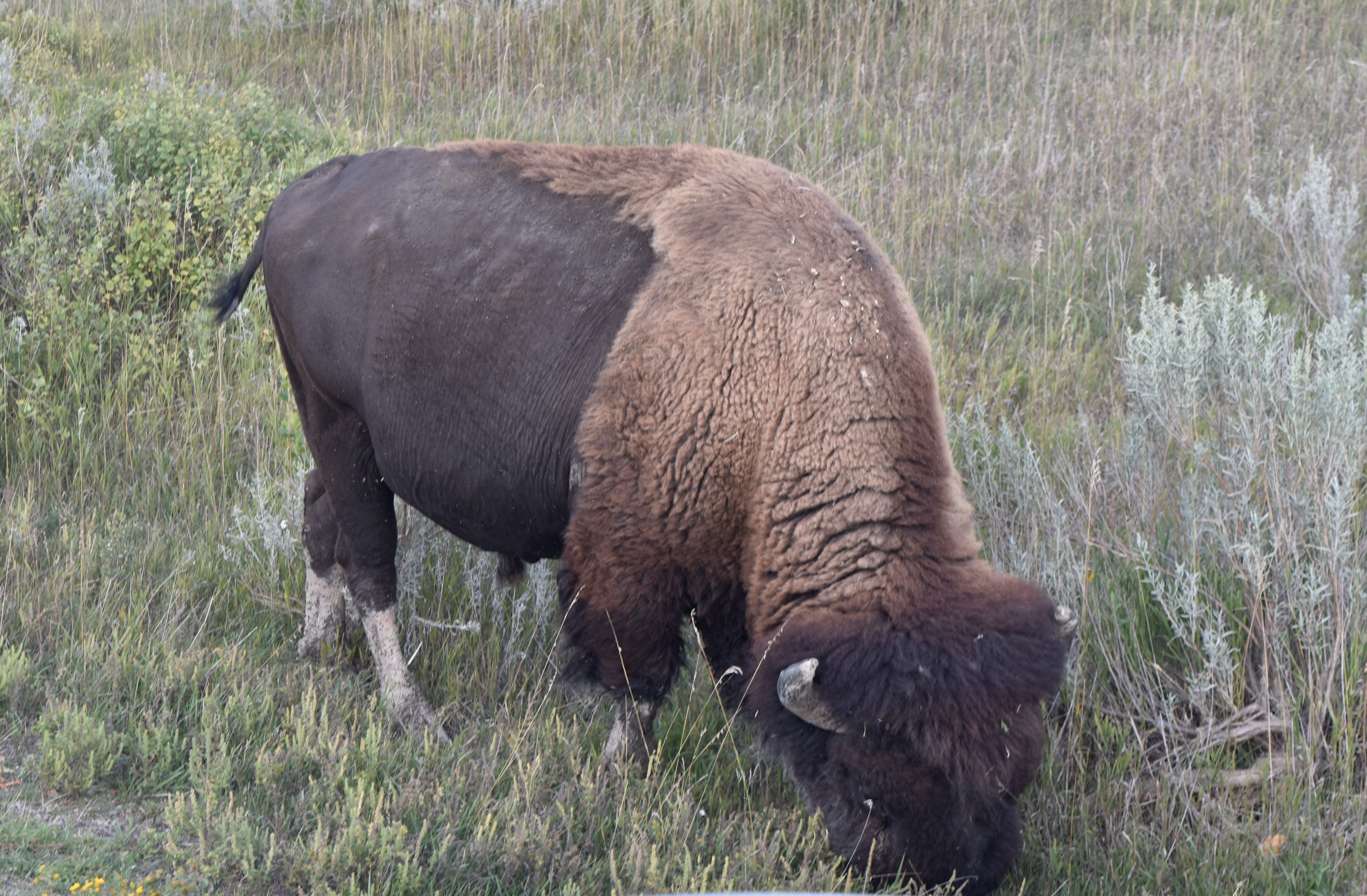 Buffalo in Theodore Roosevelt NP on September 13, 2023