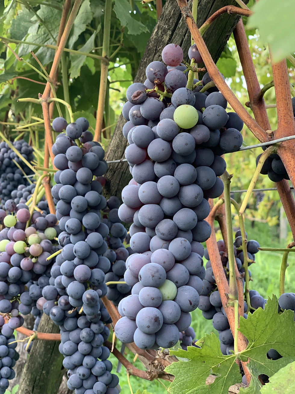 Produttori di Vino