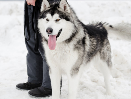 אלסקן מלמוט (Husky) הידעת?