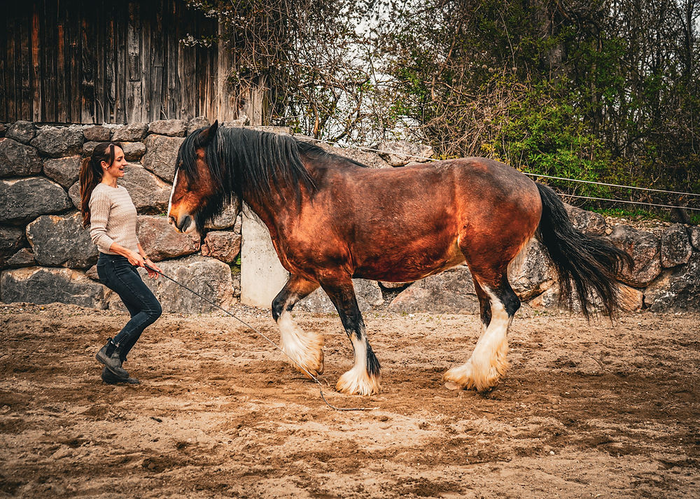 Pferd in der Freiarbeit