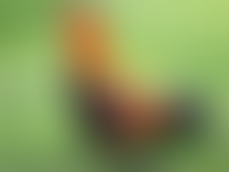 Top 5 giống gà đá được nhiều sư kê ưa chuộng nhất hiện nay