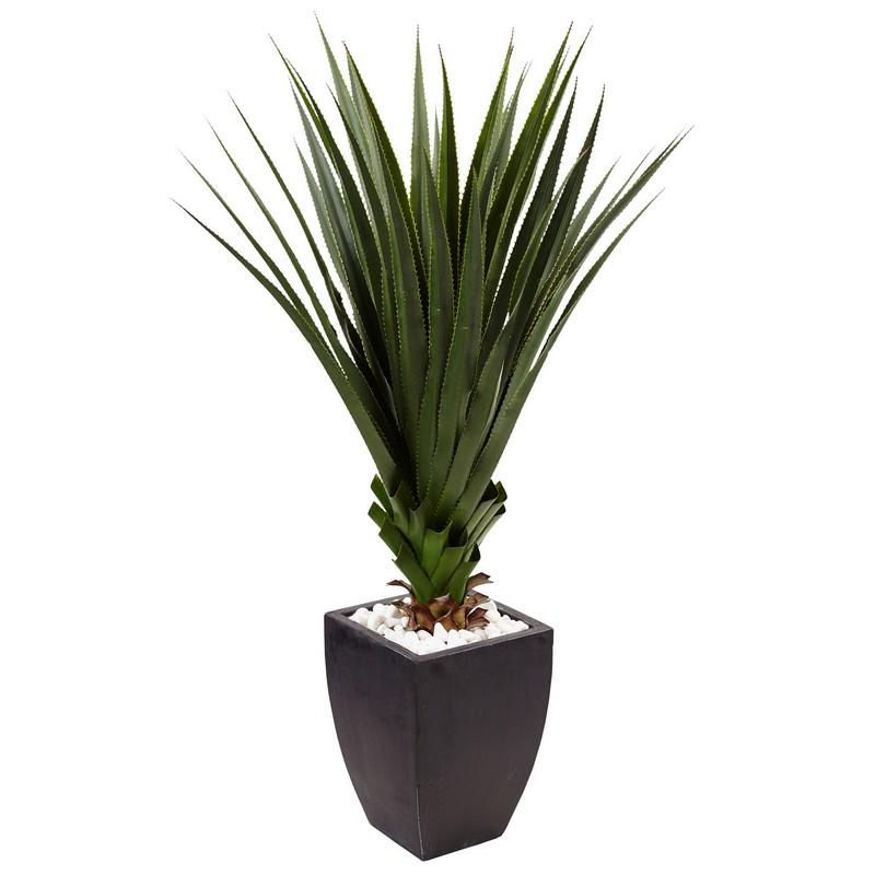 4.5' Spiked Agave in Black Planter (Indoor/Outdoor)