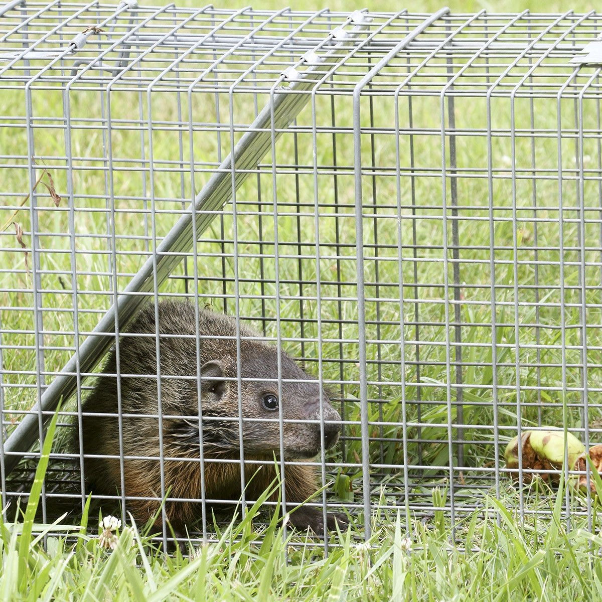 48" x  50' 1/2inch Wire Fence Mesh Galvanized Cage Wire
