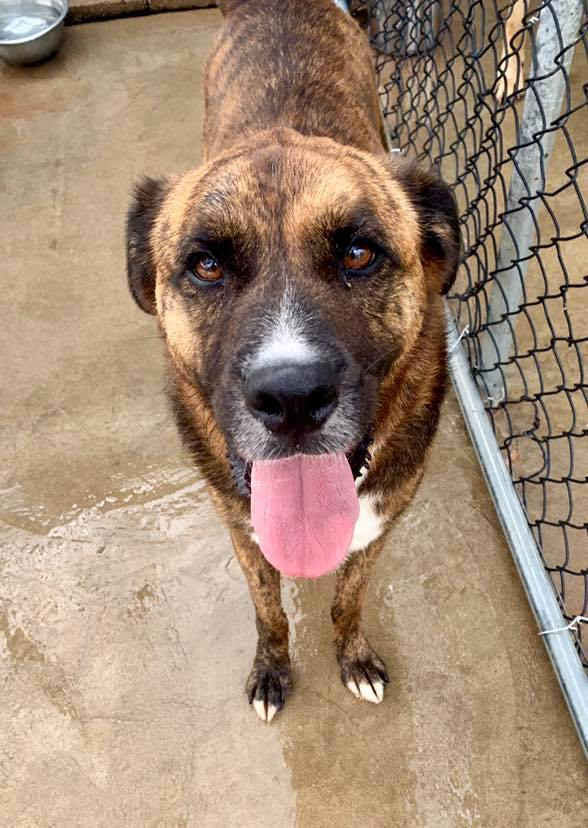 kong dog toys website