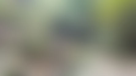 The Splendor of Shenandoah