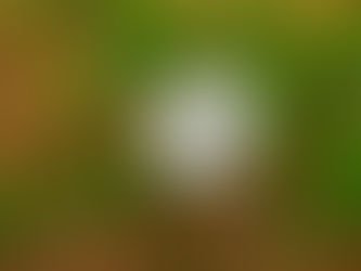 Missouri is a Self- Propelled Roller Coaster