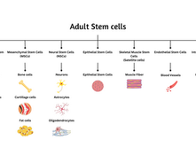 Adult Stem Cells