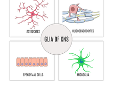 The Unsung Heroes of the Brain: An Introduction to Glial Cells