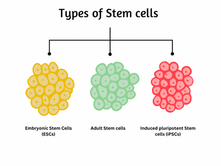 Short Introduction to Stem Cells in Neuroscience