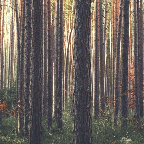 “What do I do when I’m lost in the forest?”