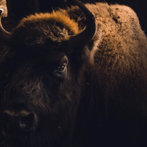 The Buffalo Within
