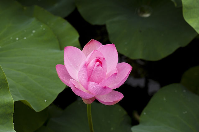 神秘の植物 蓮 の花言葉