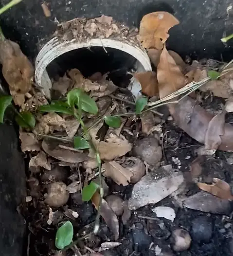 Stormwater Management - Koalafied Plumbing and Gas.webp