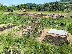 Start up of Hayfield Garden in 2010