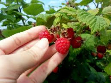 Raspberries at Hayfield Community Garden
