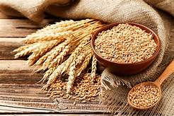 EL Trigo: Versátil y nutritivo