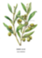 Common olive