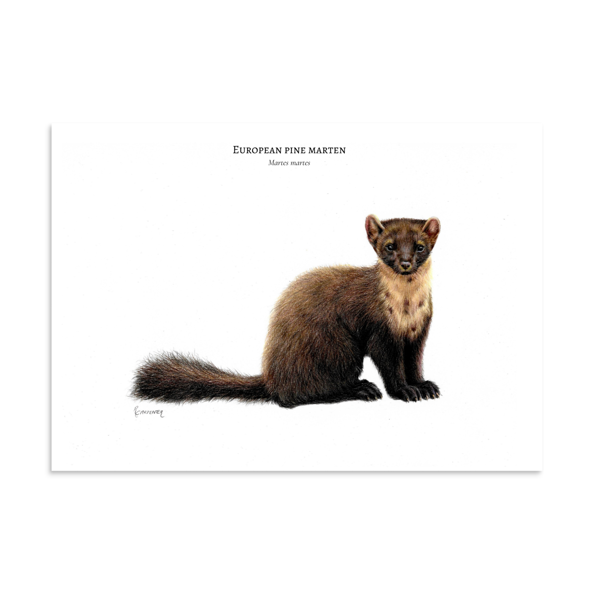 European pine marten print