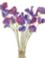 Sweet peas