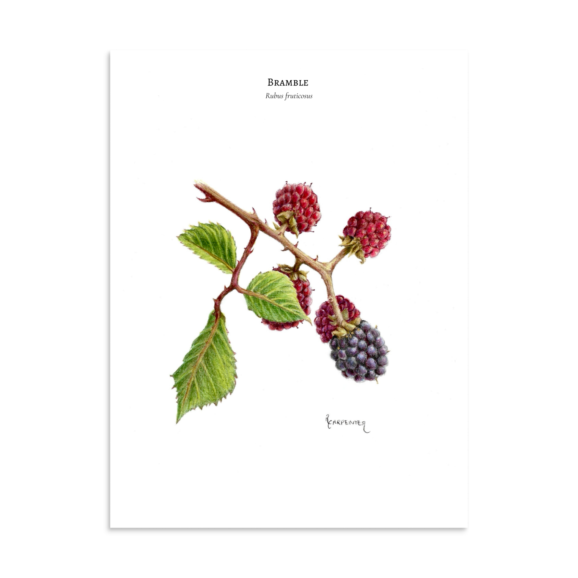 Bramble print (A5)