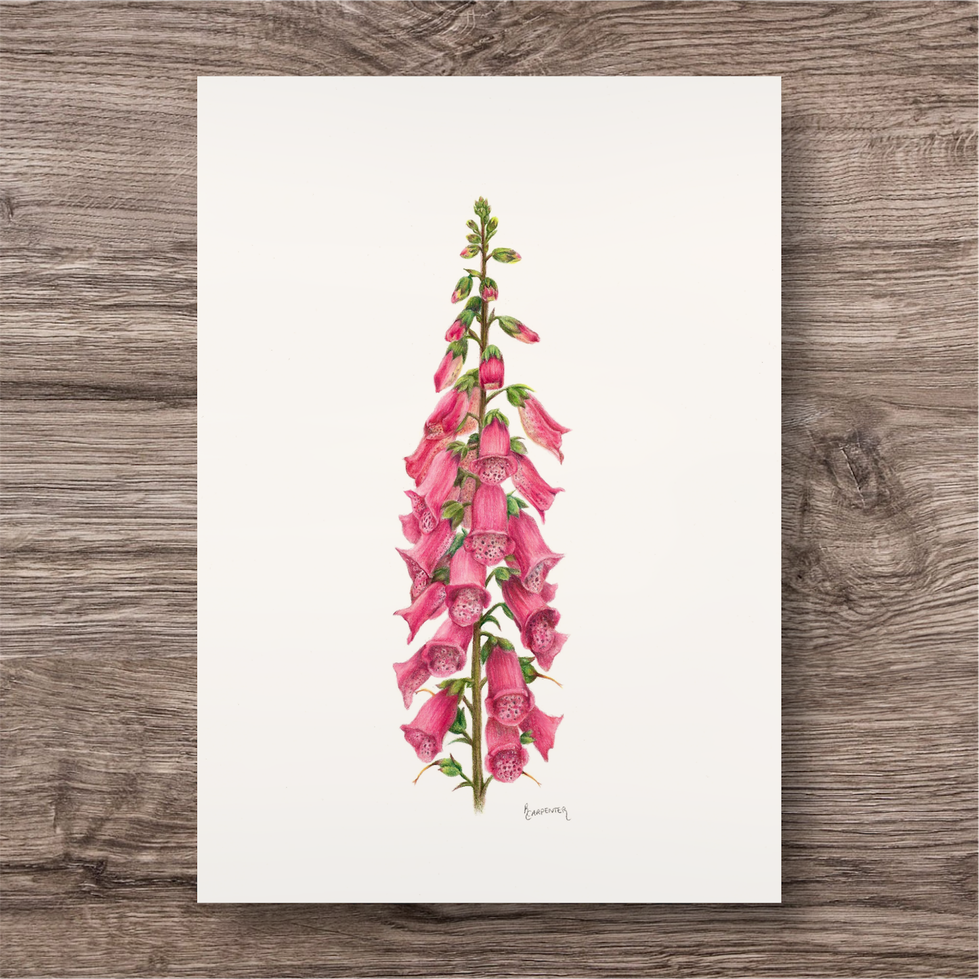 Original Foxglove Illustration A4
