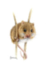 Harvest mouse (Micromys minutus)