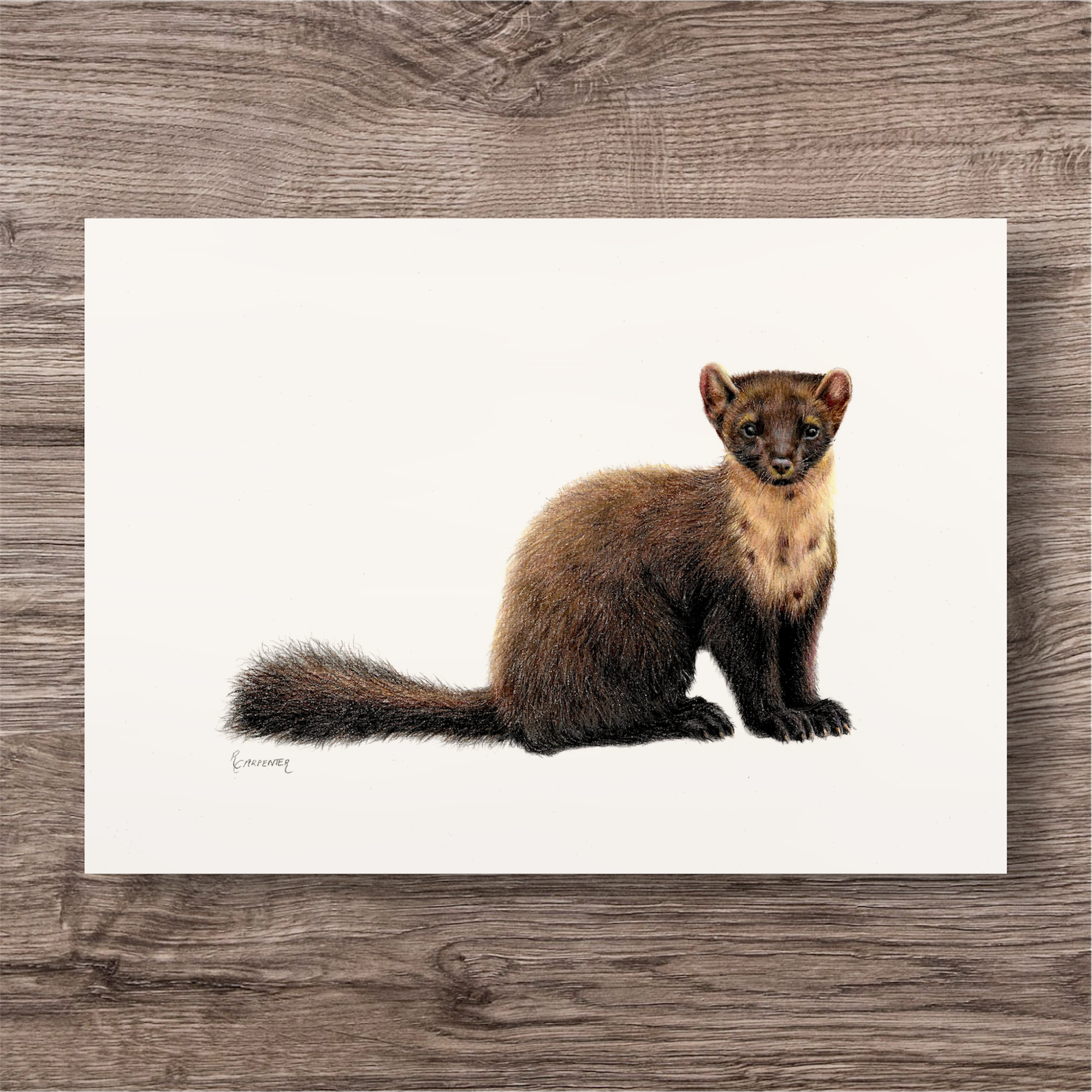 Original European Pine Marten Illustration A4