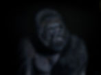 Western lowland gorilla