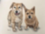 'Freya & Yogi'