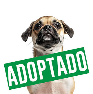 Barkaton_Mimi adoptada.jpg