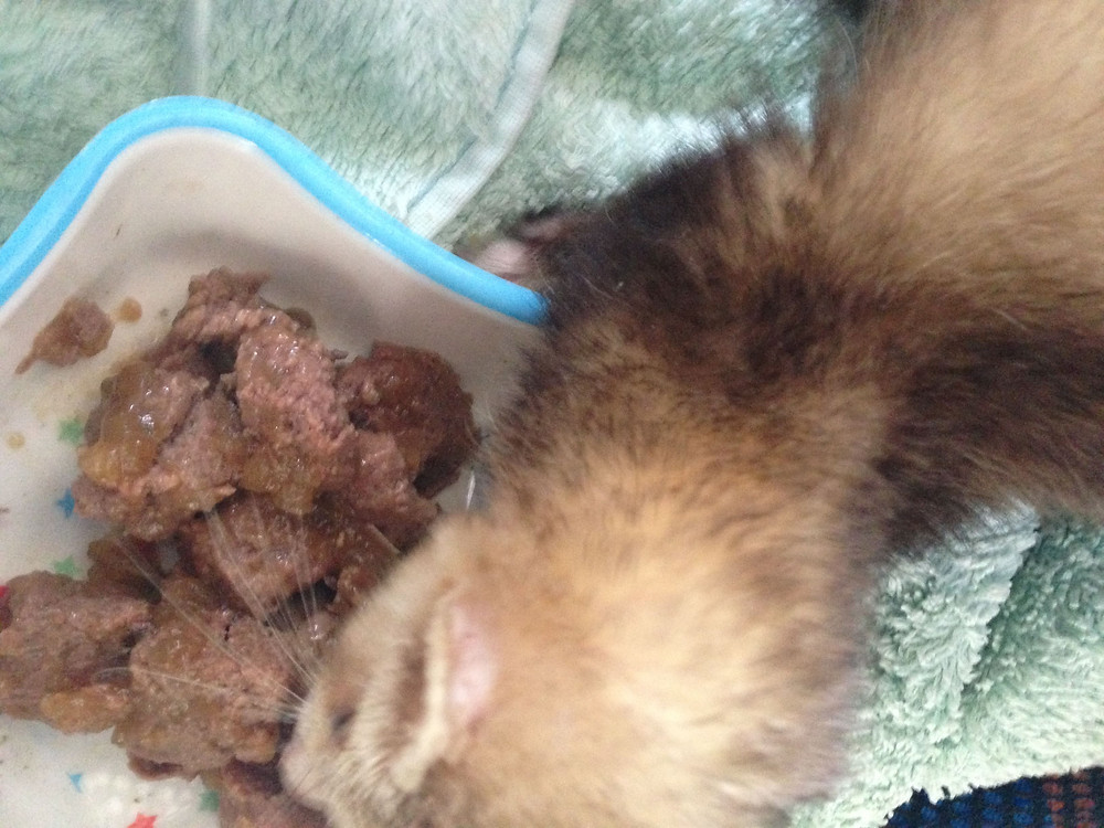 Ferret having its first meal after its rescue from YAWS