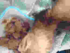 Ferret having its first meal after its rescue from YAWS