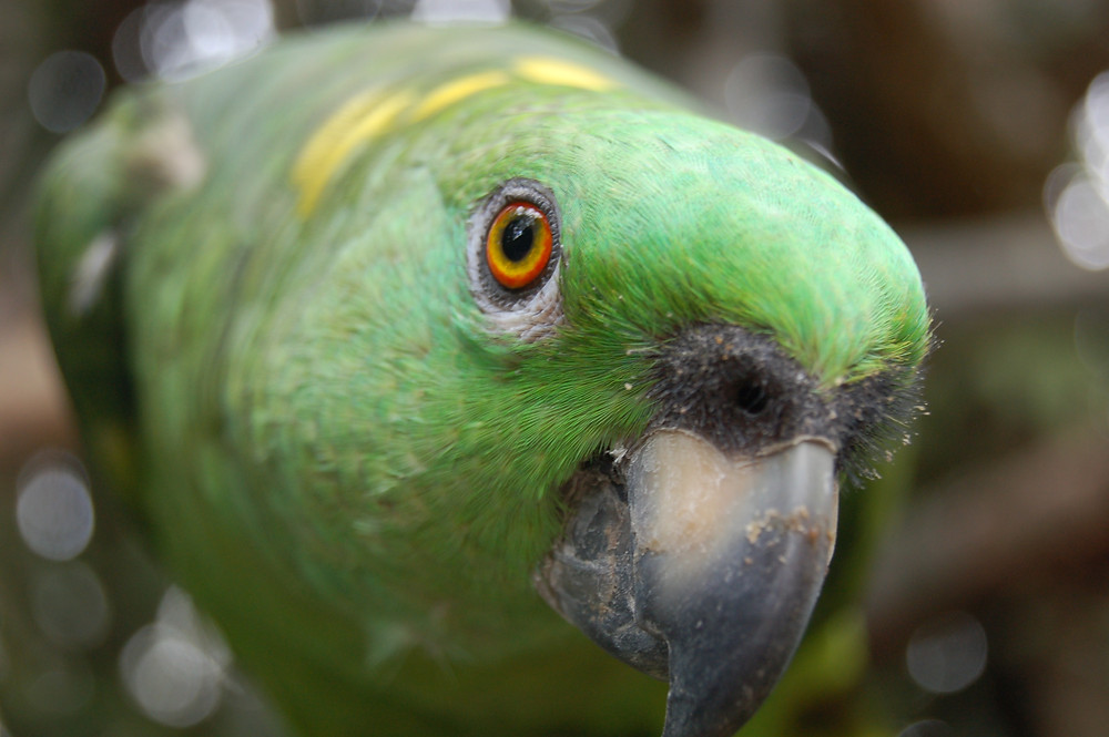 Amazon parrot head shot close up