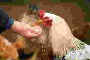 Cockerel feeding from the hand.