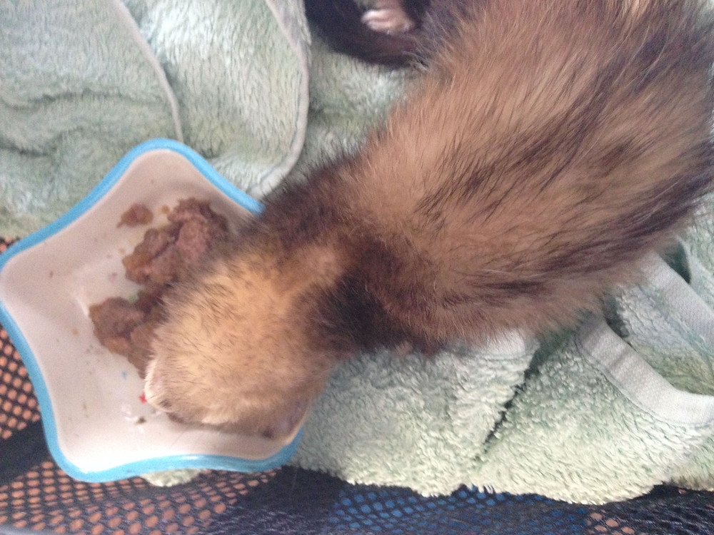 6 week old ferret having her first meal from YAWS