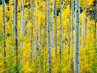 Pink T-shirts and Unclear Boundaries