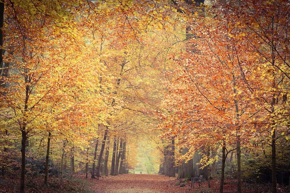 Path thru autumn trees