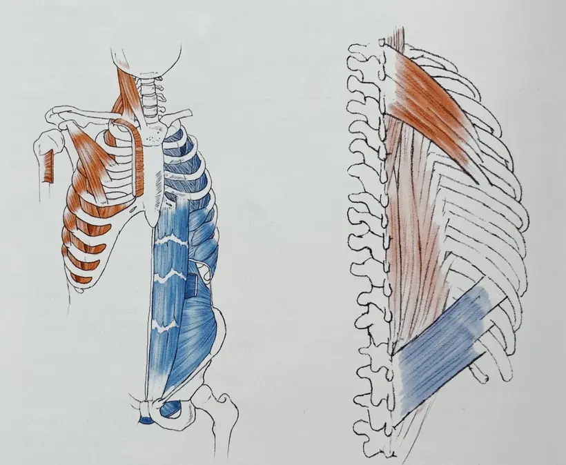 Зліва вид спереду; справа — вид ззаду (Ілюстрація із тексту Yoga anatomy, ст.92 [1])