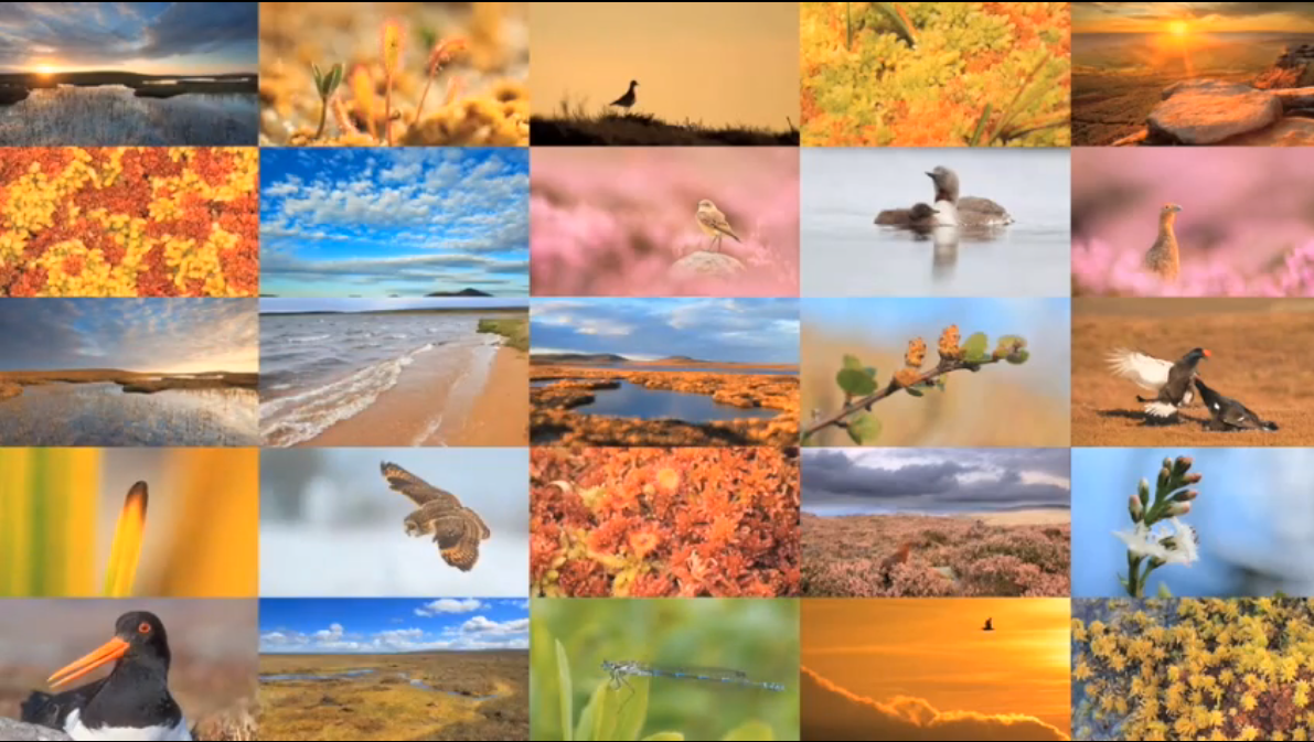 Look Again: More than Just a Bog