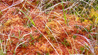 Alternative futures for UK peatlands