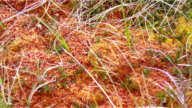 Alternative futures for UK peatlands