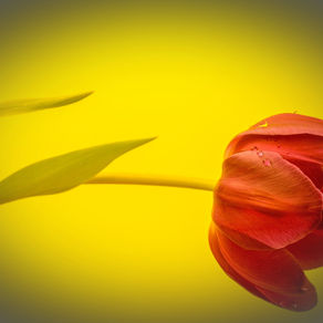 INTOLERANCE - The End of Goodwill