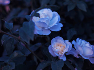 Help for the Broken Hearted