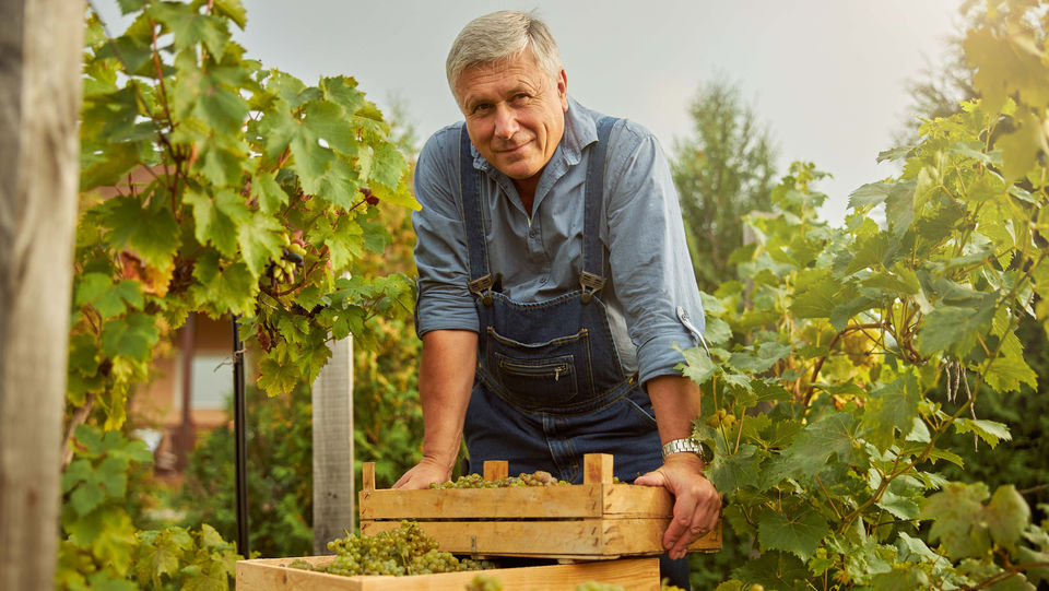Winzer bei der Ernte in einem mit AgriPV-Modulen von SKYWORKER ausgestatteten Weinberg.