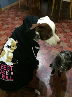 Pike Dog and Mochi - San Jose, CA